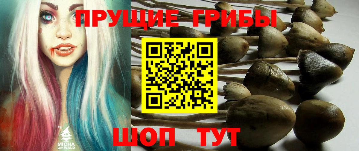 Галлюциногенные грибы Psilocybine cubensis Ковров